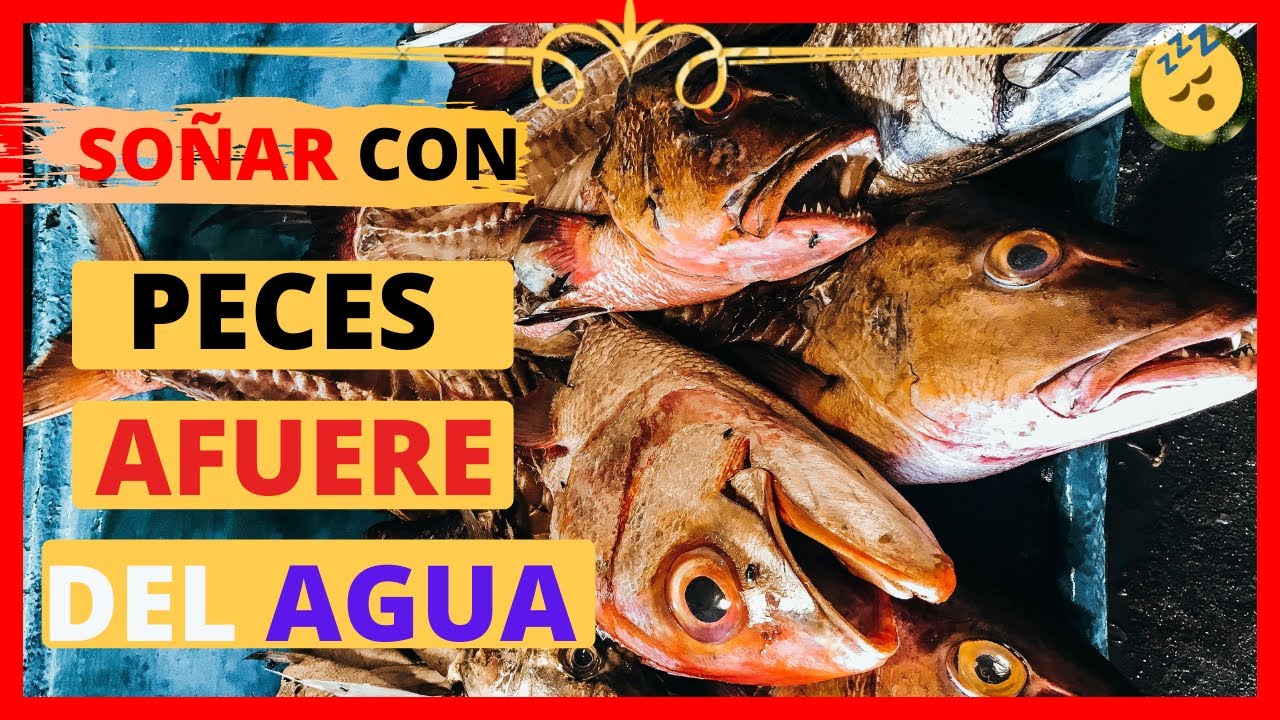 Qu Significa So Ar Con Peces Muertos Fuera Del Agua Descubre El