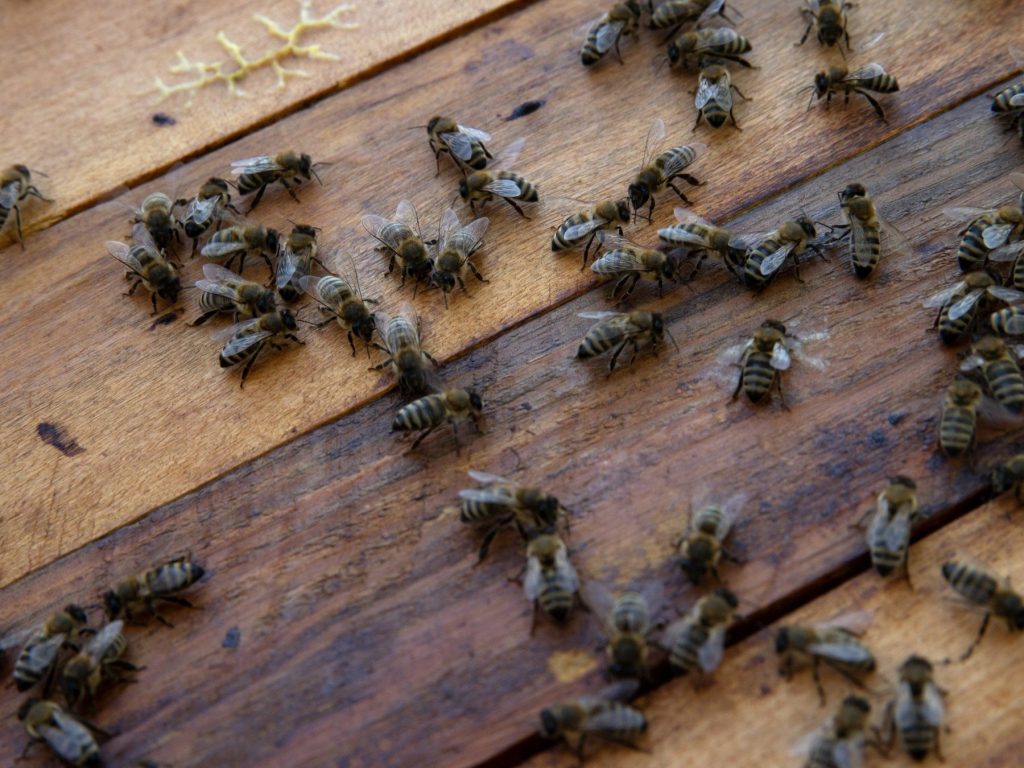 que significa sonar con abejas que te persiguen
