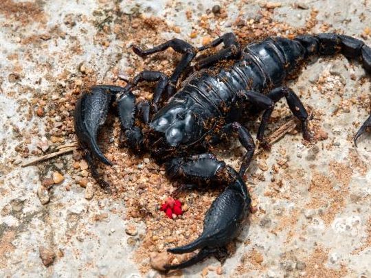 que significa sonar con alacranes en la cama