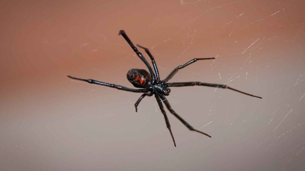 que significa sonar con aranas negras y matarlas