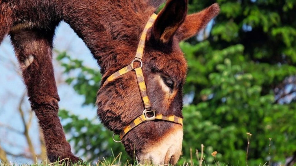 que significa sonar con burros