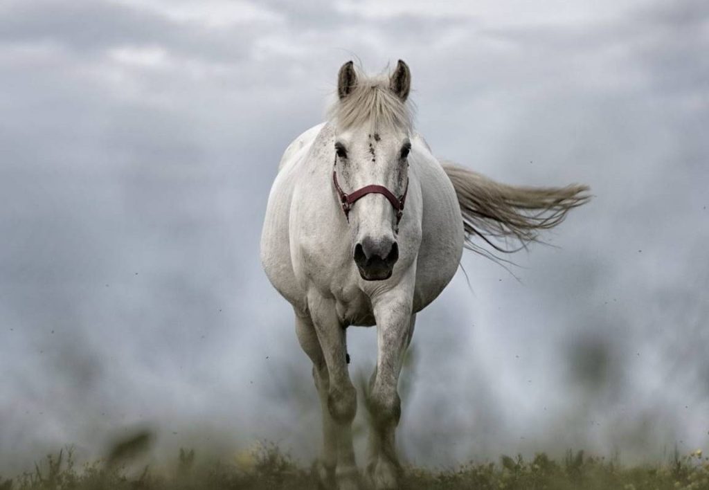 que significa sonar con caballos segun la biblia