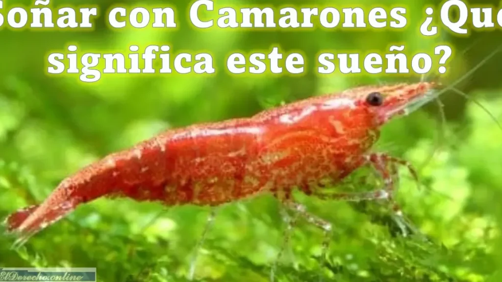 que significa sonar con camarones