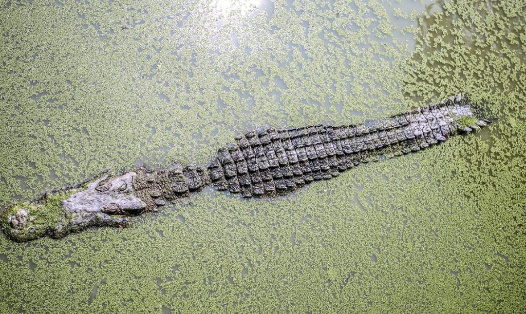 que significa sonar con cocodrilos en agua limpia