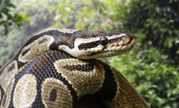 que significa sonar con culebras grandes y gordas