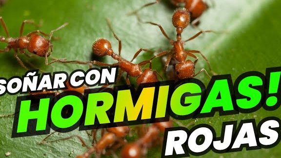 que significa sonar con hormigas segun la biblia