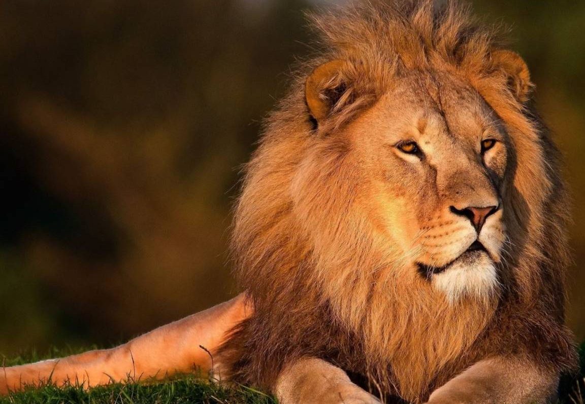 Qué significa soñar con leones sueltos