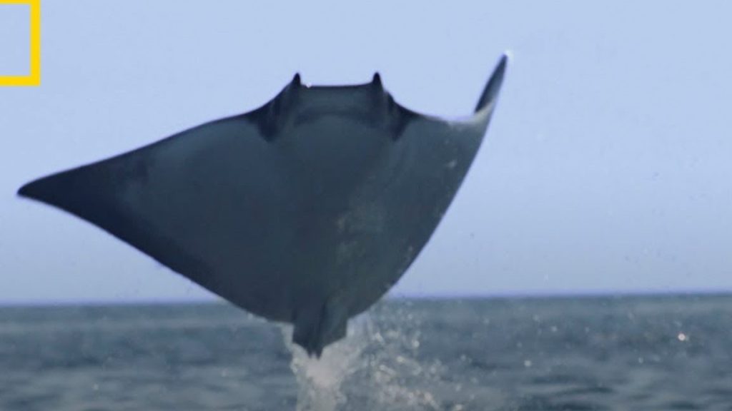 que significa sonar con mantarrayas