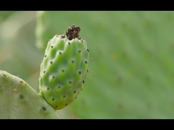 que significa sonar con nopales