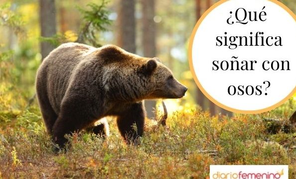 que significa sonar con osos cafes