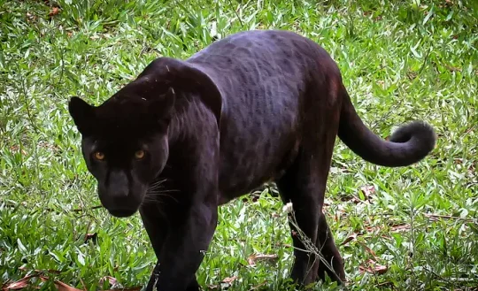 que significa sonar con panteras negras