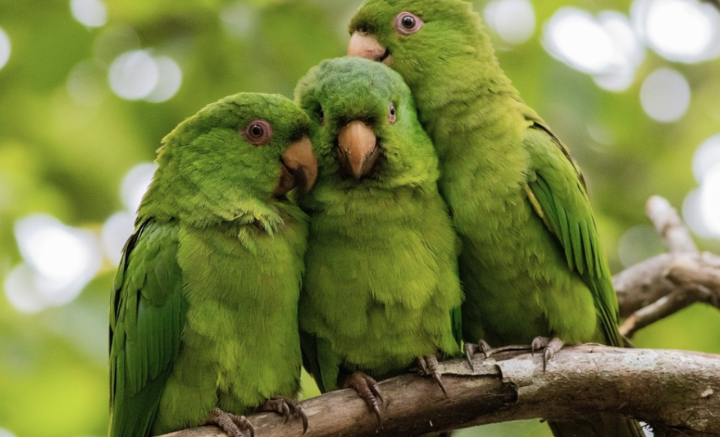 que significa sonar con pericos verdes