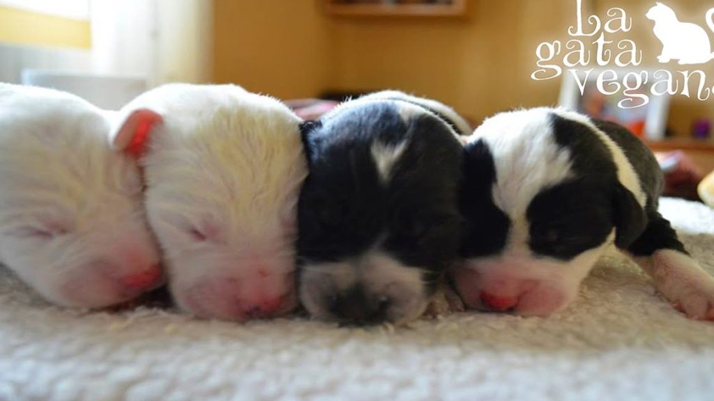 que significa sonar con perritos recien nacidos