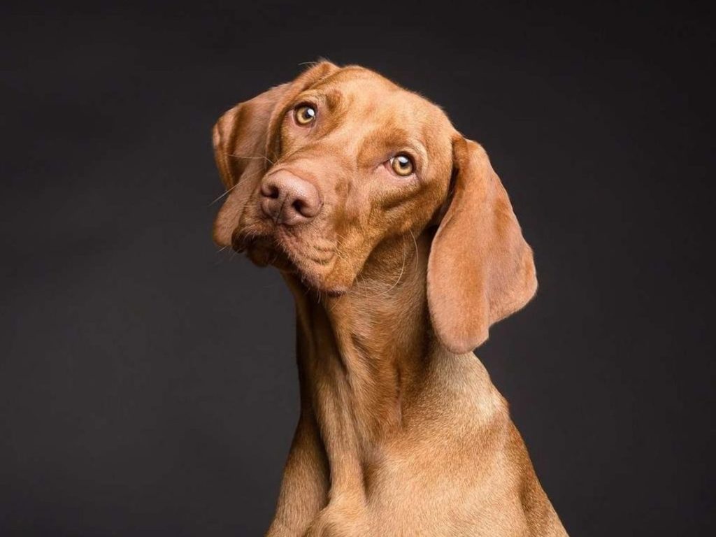 que significa sonar con perro color miel