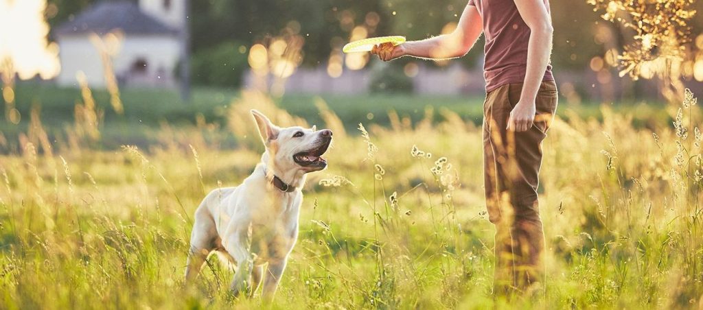 que significa sonar con perros amigables