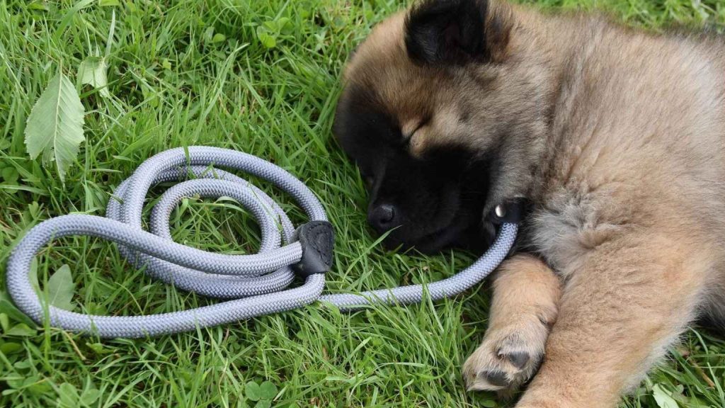 que significa sonar con perros cachorros jugando