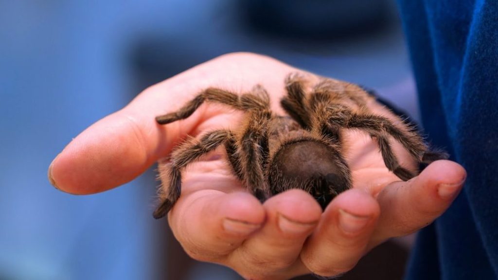 que significa sonar con tarantula negra