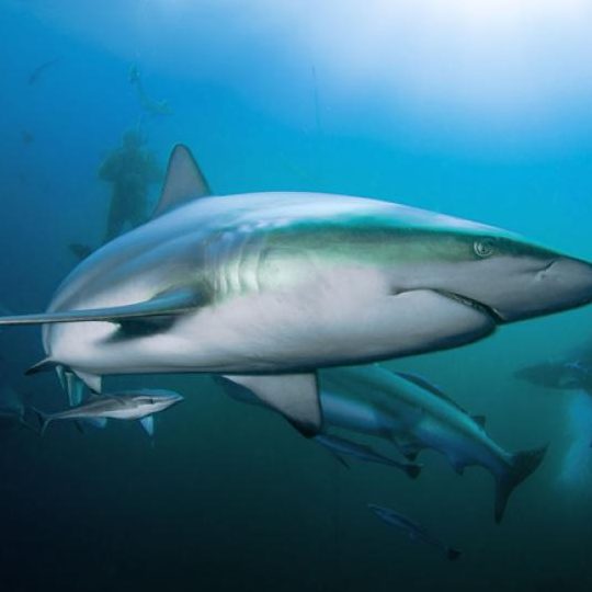 que significa sonar con tiburones en agua clara