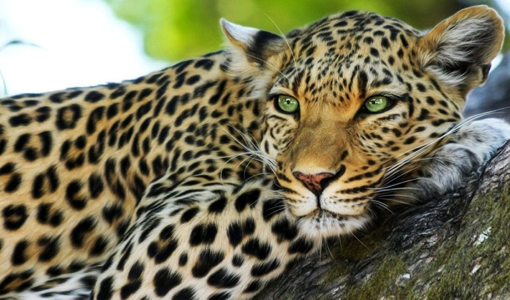 que significa sonar con un leopardo