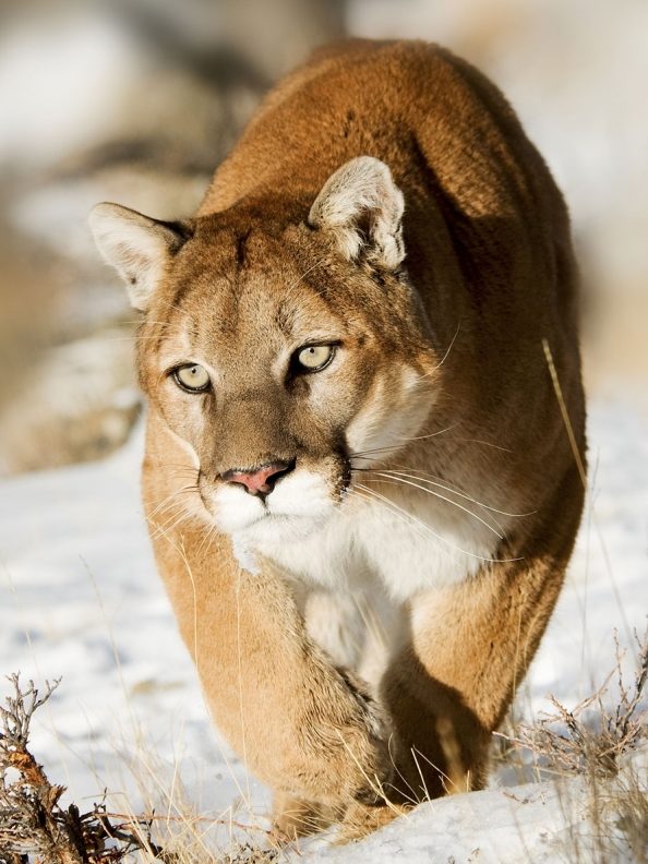 que significa sonar con un puma