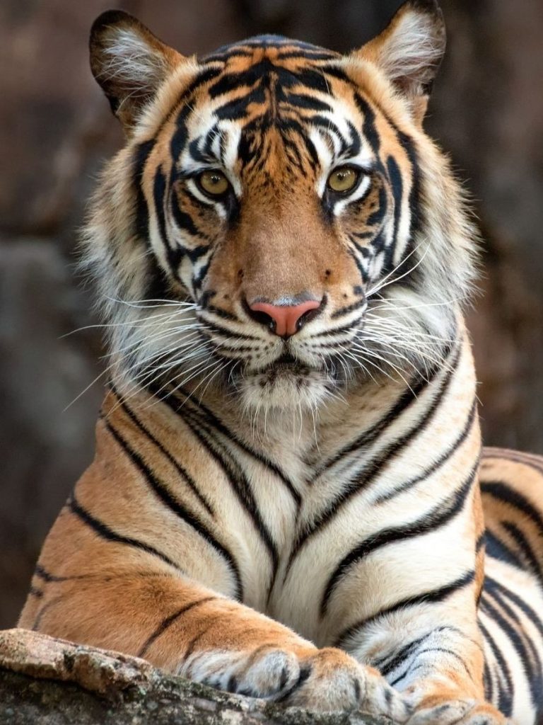 que significa sonar con un tigre que te persigue