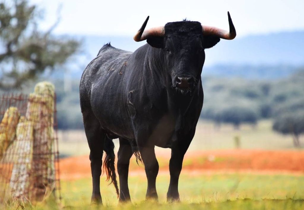 que significa sonar con un toro bravo que me persigue