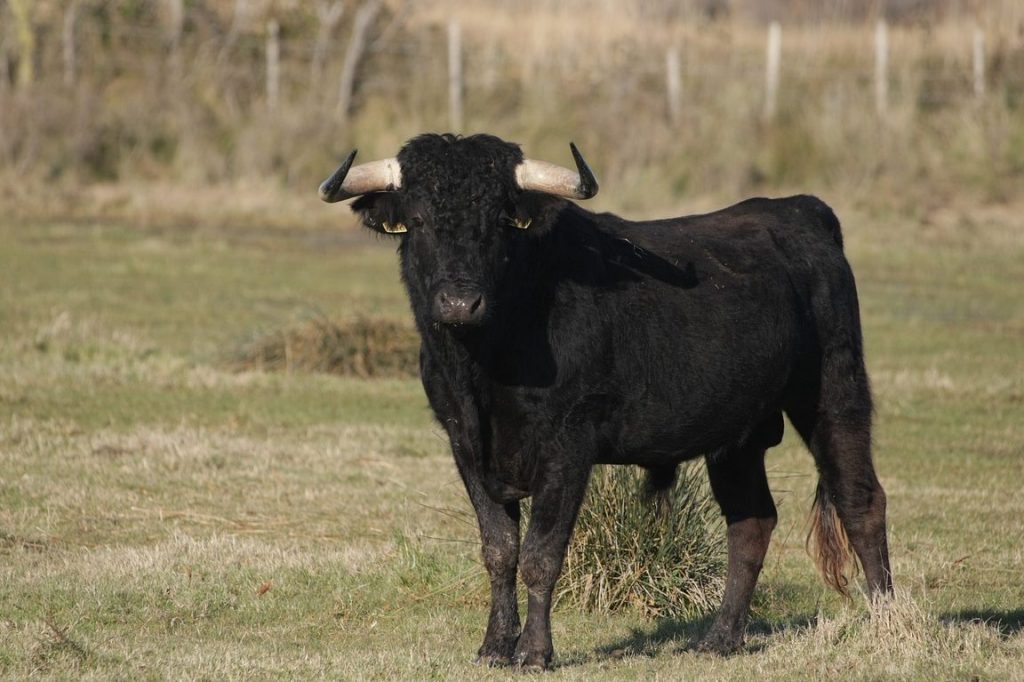 que significa sonar con un toro negro que te ataca