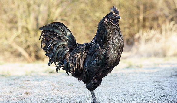 que significa sonar con una gallina negra