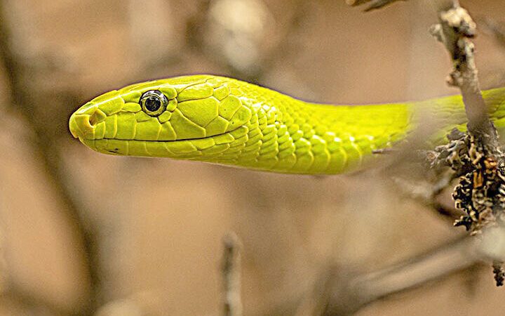 que significa sonar con una serpiente amarilla