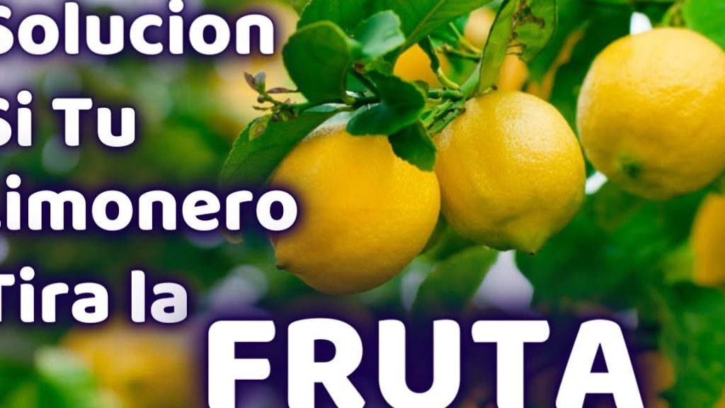 que significa sonar con arbol de limones