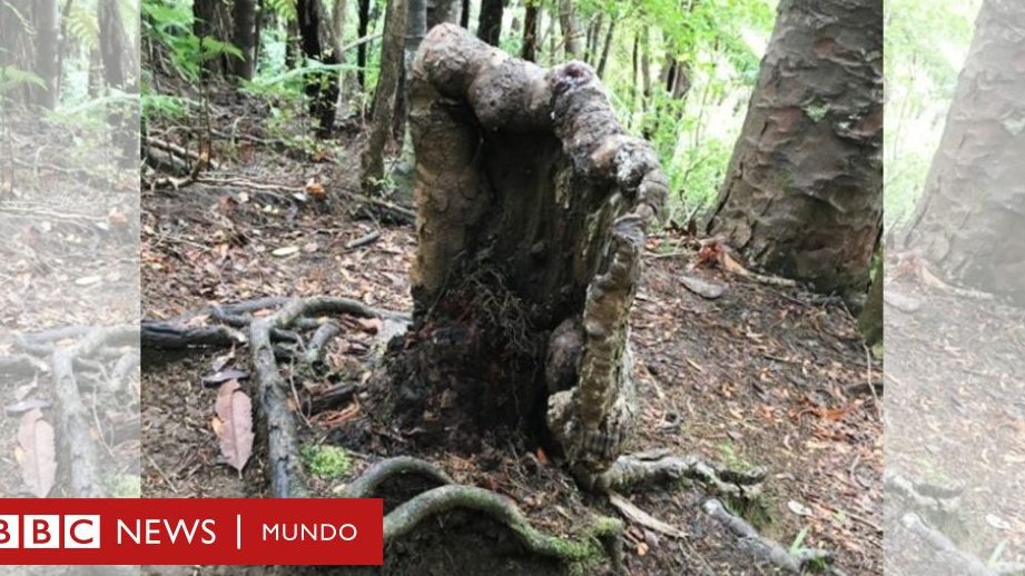 que significa sonar con arboles cortados