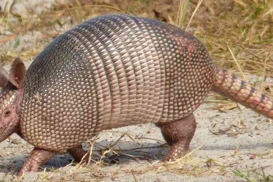 que significa sonar con armadillo