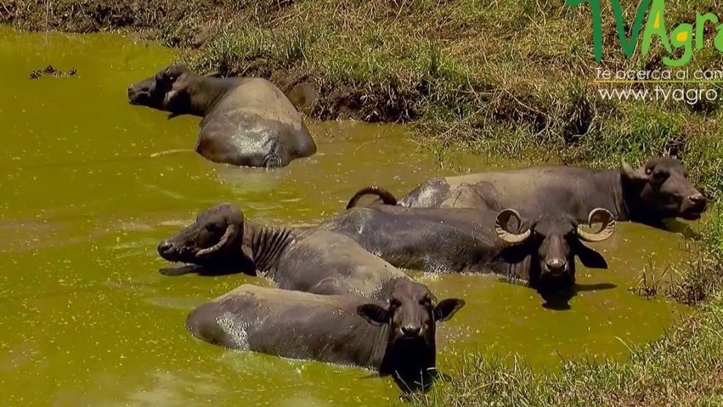 que significa sonar con bufalos