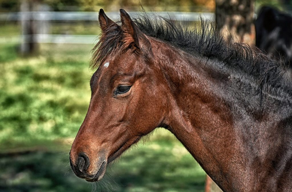 que significa sonar con caballos muertos