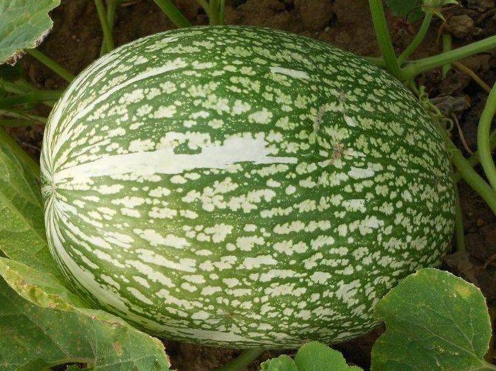 que significa sonar con calabazas verdes