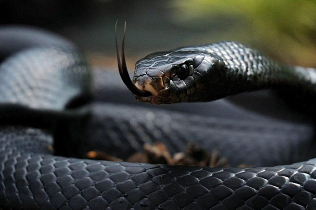 que significa sonar con culebra negra y matarla