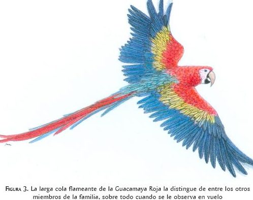 que significa sonar con guacamayas