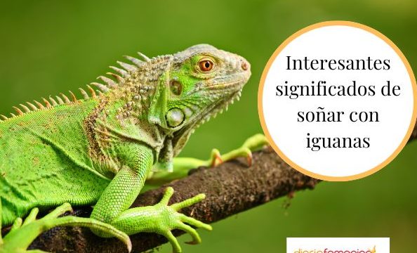 que significa sonar con iguanas verdes