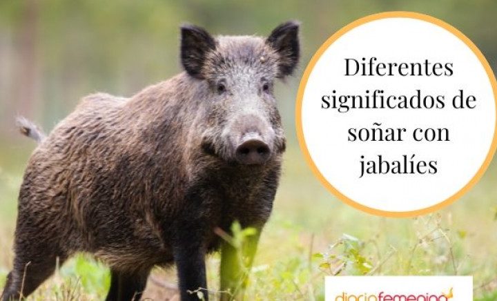 que significa sonar con jabali