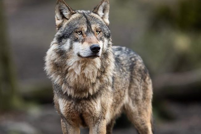 que significa sonar con lobos que te persiguen