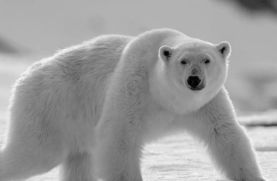 que significa sonar con oso polar