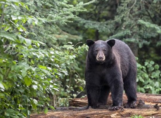 que significa sonar con osos negros