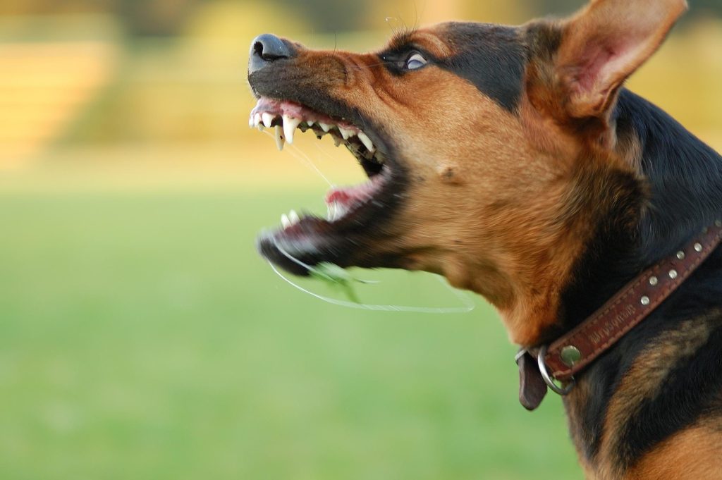 que significa sonar con perros que te quieren morder