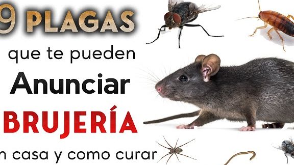 que significa sonar con pulgas y garrapatas