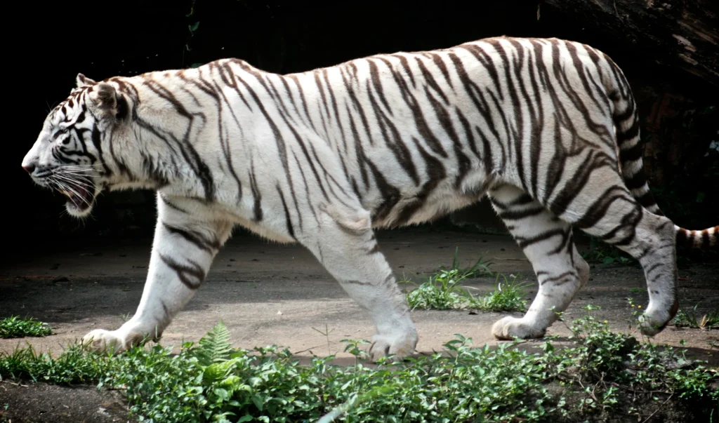 que significa sonar con tigres blancos