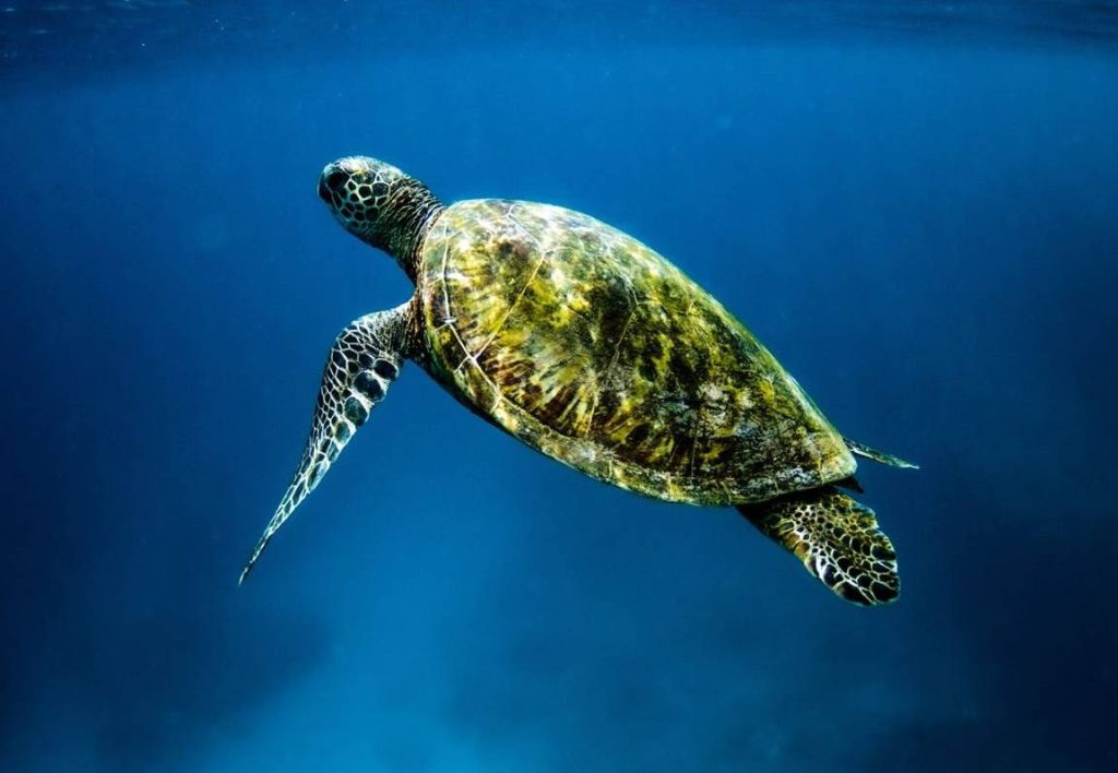 que significa sonar con tortugas verdes