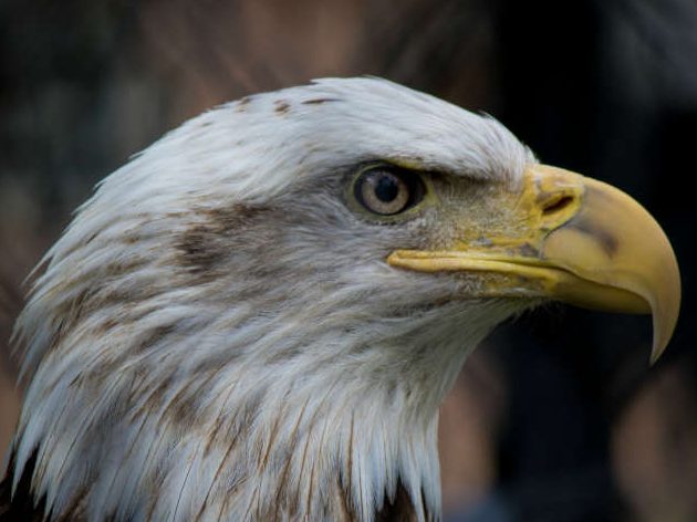 que significa sonar con un aguila gigante