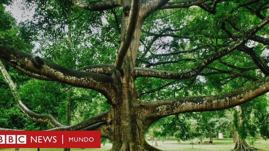 que significa sonar con un arbol grande