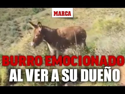 que significa sonar con un burro