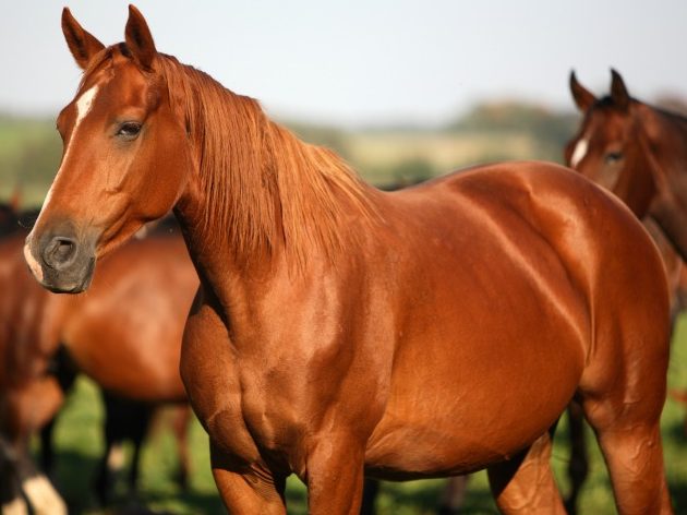 que significa sonar con un caballo colorado